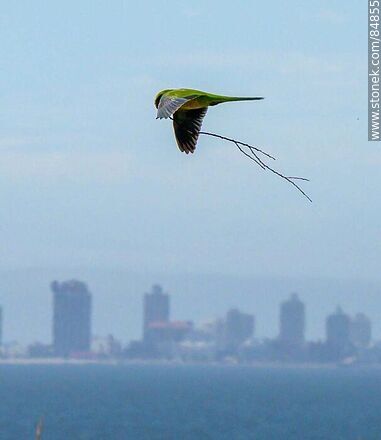 Cotorra en vuelo llevandio ramas para construir un nido - Punta del Este y balnearios cercanos - URUGUAY. Foto No. 84855