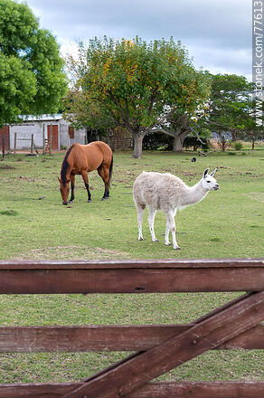A llama and a horse - Department of Canelones - URUGUAY. Photo #77613