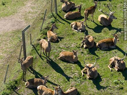 Vista aérea del ecoparque Tálice. Ciervos descansando - Departamento de Flores - URUGUAY. Foto No. 83561