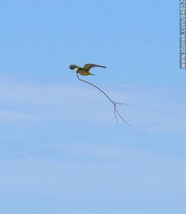 Parrot in flight carrying branches for nest building - Fauna - MORE IMAGES. Photo #84852