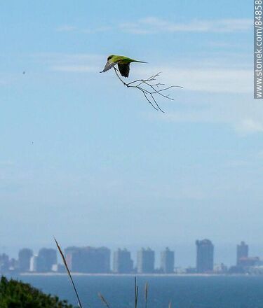 Parrot in flight carrying branches for nest building - Punta del Este and its near resorts - URUGUAY. Photo #84858