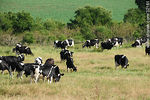 Vacas lecheras. - Foto #32161