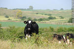 Vacas holando - Foto #32165
