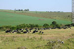 Vacas lecheras. - Foto #32164