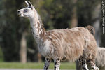 Parque Lecocq. Llama. - Foto #32473