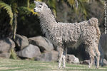 Parque Lecocq. Llama. - Foto #32471