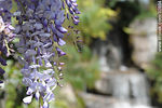 Glicina - Foto #32804