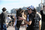 Caballo que participa de la caminata por el Día de los Animales el 4 de octubre de 2009 en la rambla de Pocitos - Foto #33030