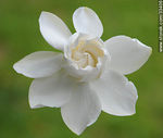 Flor de jazmín del cabo. Gardenia Jasminoides. - Foto #33406