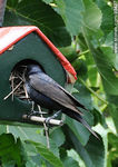 Tordo macho buscando lugar en nido de ratonera - Foto #33427