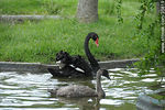 Cisne negro. Un adulto y un juvenil. Zoológico de Durazno. - Foto #35819