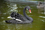 Cisne negro. Zoológico de Durazno. - Foto #35809