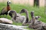 Cisnes negros juveniles. Zoológico de Durazno. - Foto #35787