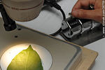 Estudio de plagas al microscopio - Foto #36759