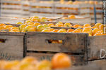 Cajones de naranjas - Foto #36663