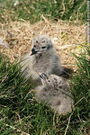 Isla de Flores. Pichones de gaviota cocinera. - Foto #38668