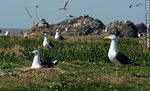Isla de Flores. Gaviotas cocineras empollando. - Foto #38656