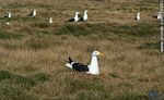 Isla de Flores. Gaviotas cocineras empollando. - Foto #38655