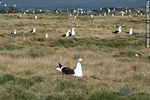 Isla de Flores. Gaviotas cocineras empollando. - Foto #38654