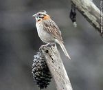 Foto #43788