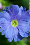 Flor de prímula - Foto #43876