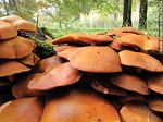 Hongos - Foto #44264