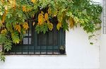 Glicina de otoño - Foto #44780
