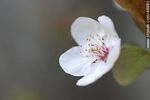 Flor de ciruelo - Foto #46981