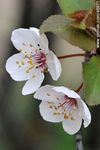 Flor de ciruelo - Foto #46971