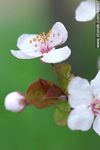 Flor de ciruelo - Foto #46967