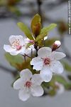 Flor de ciruelo - Foto #46965