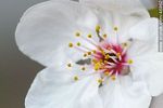 Flor de ciruelo - Foto #46962