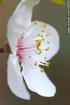 Flor de ciruelo - Foto #46955