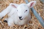 Cordero Texel P.O. - Foto #48025