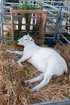 Oveja raza Texel P.O. - Foto #48024