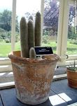 Cleistocactus strausii - Foto #48684