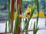 Iris - Foto #48668