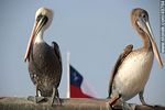 Pelícanos en el Puerto de Arica - Foto #49764