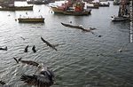 Pelícanos sobrevolando el puerto de Arica - Foto #49744