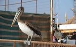 Pelícano y gaviota juvenil compartiendo baranda - Foto #49741