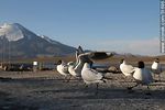 Gaviotas andinas. - Foto #51696