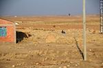 Campesina boliviana en labores rurales - Foto #51913