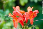 Flores en el Arboreto Lussich - Foto #54651