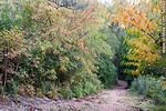 Sendero en el Arboreto Lussich - Foto #54653
