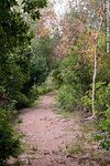 Sendero en el Arboreto Lussich - Foto #54654