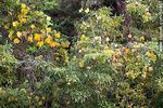 Arboreto Lussich en otoño - Foto #54657