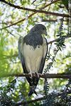 Águila mora en el Zoológico Rodolfo Tálice en Trinidad, Flores, Uruguay - Foto #56895