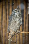 Zoológico Municipal de Salto. Buho tucúquere. Lesser or Magellanic Horned Owl - Foto #57077