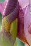 Iris barbata - Foto #60460