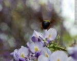 Flor de la glicina con un abejorro - Foto #60438